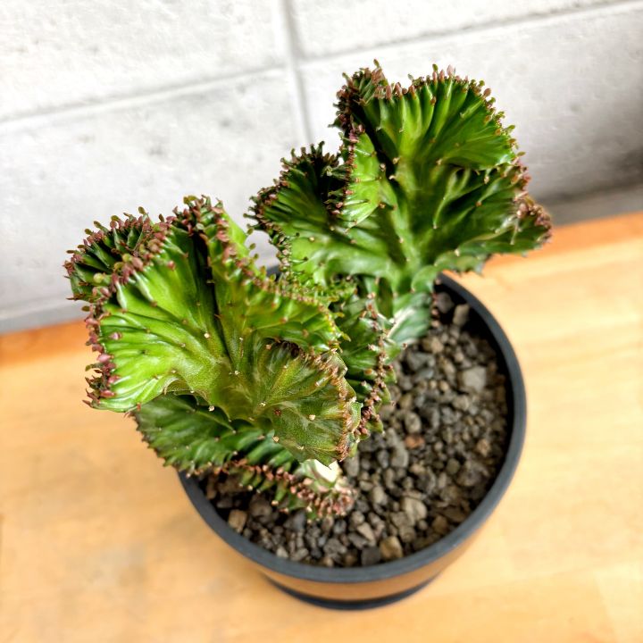 多肉植物】現品 ユーフォルビア ラクティア ラクテア 綴化 石化 4号