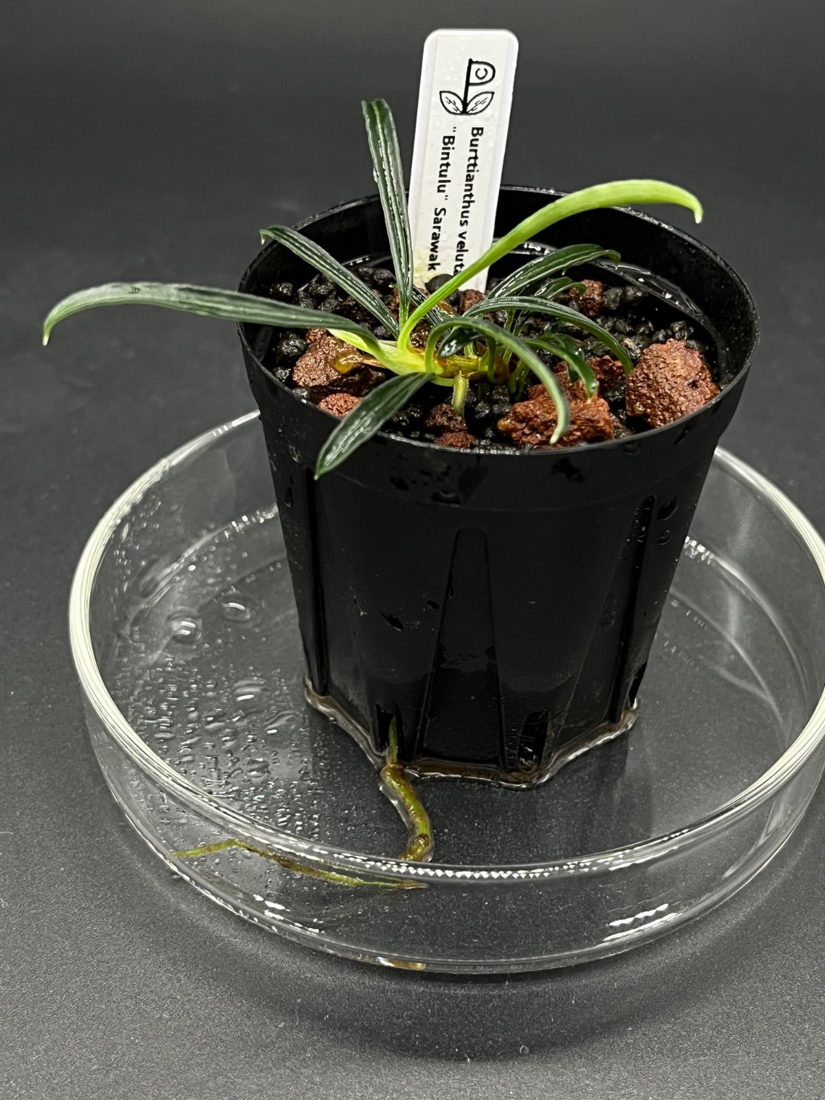 Burttianthus velutandrus Bintulu Sarawak TB