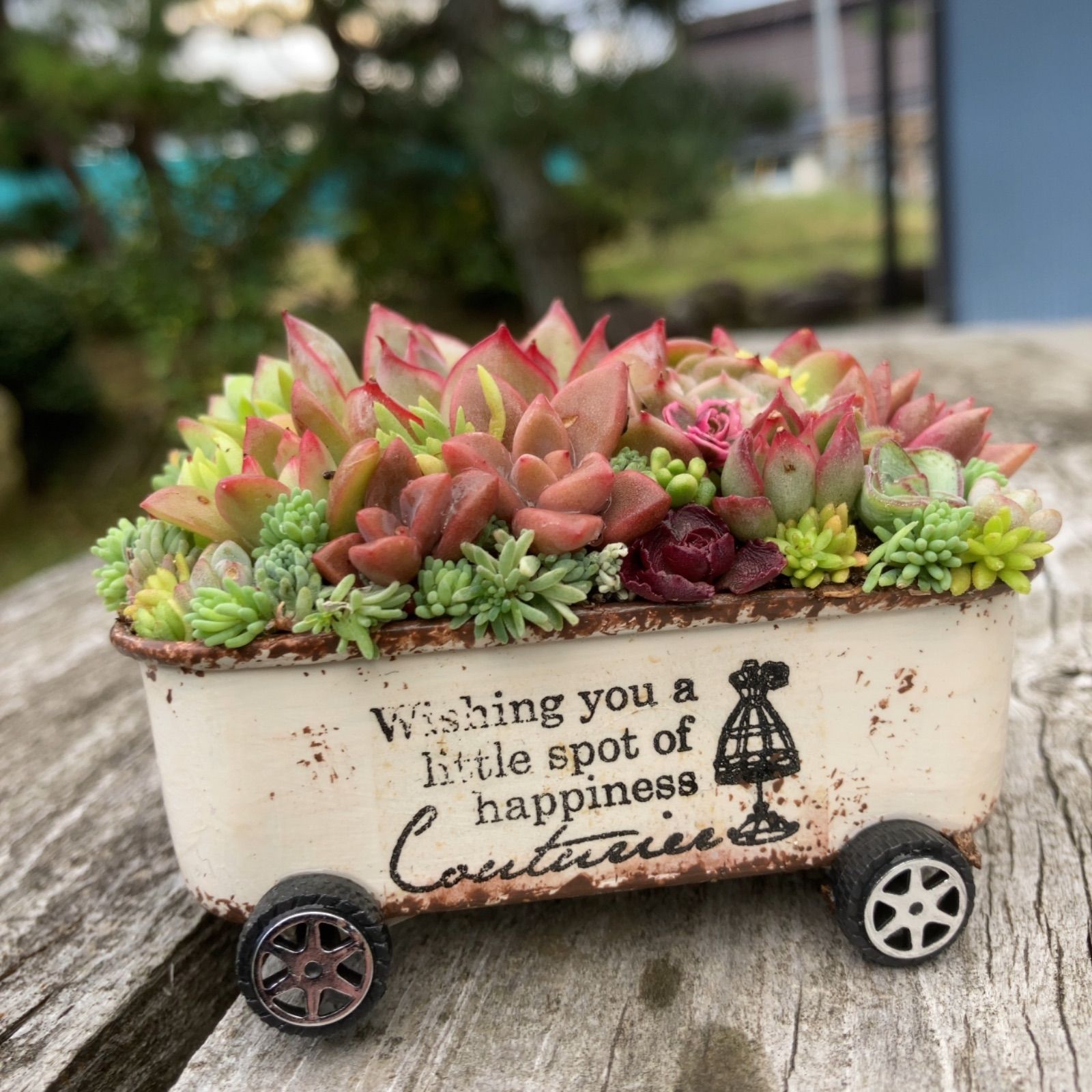 オーダー承ります 多肉植物寄せ植えそのまま飾れるちま寄せ花車 - メルカリ