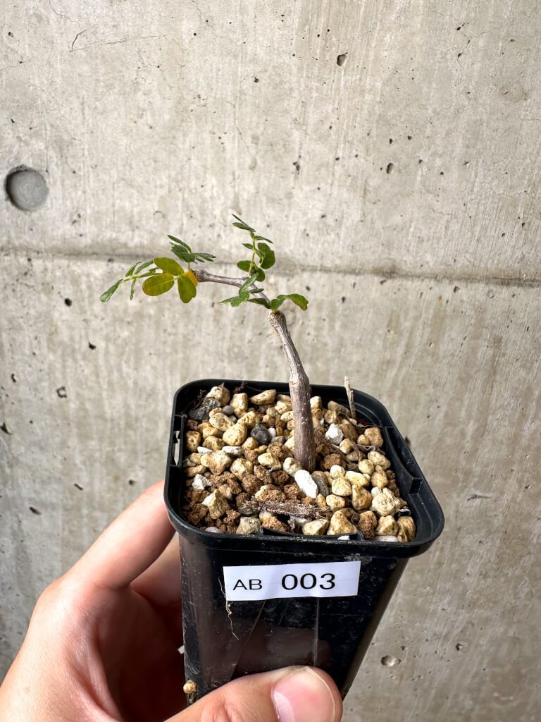 快脳冬虫夏草90粒 x3 【公式通販】