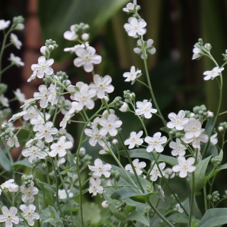 オンファロデス 種30粒 - メルカリ