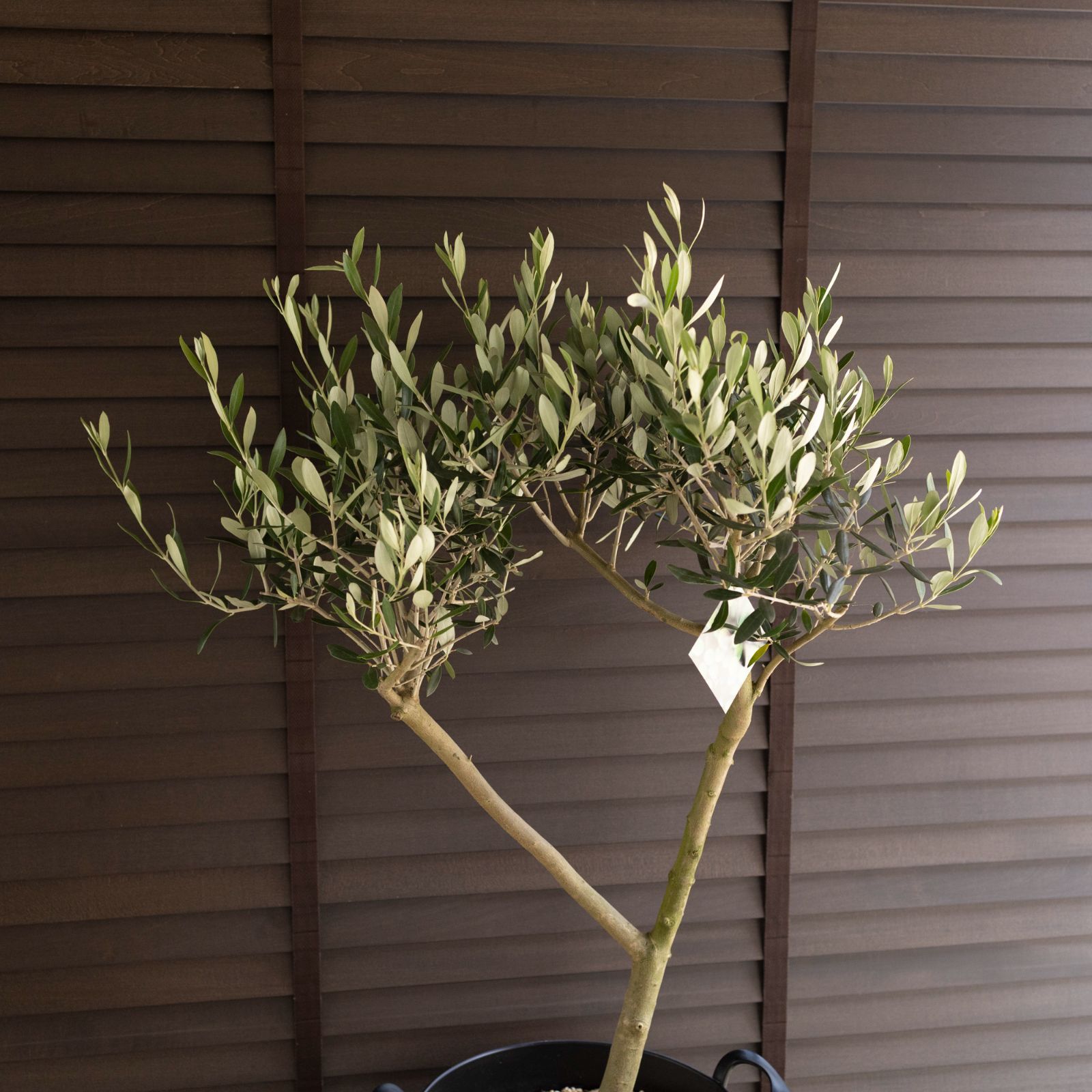 直接引取■創樹SOUJUオリーブ・ルッカOLIVE Lucca/170cm 庭木 楽天市場】おしゃれ 観葉植物：オリーブの木 ルッカ 8号*現品1番