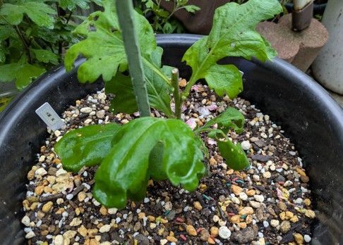 大菊 大菊厚物菊苗3株 3種類の中から選択も可能 - メルカリ