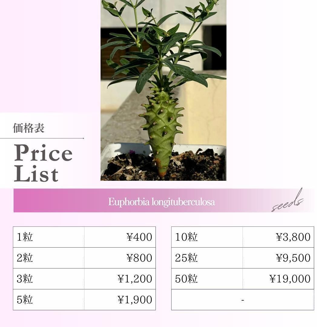 種子】ユーフォルビア ロンギツベルクローサ /セット割あり 荒々し  