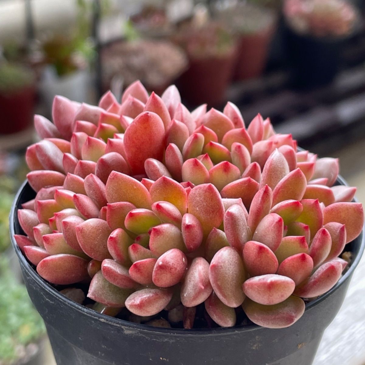 多肉植物 ピンクルルビー 抜き苗 - その他多肉植物 多肉植物 ピンクルルビー 抜き苗 - その他多肉植物