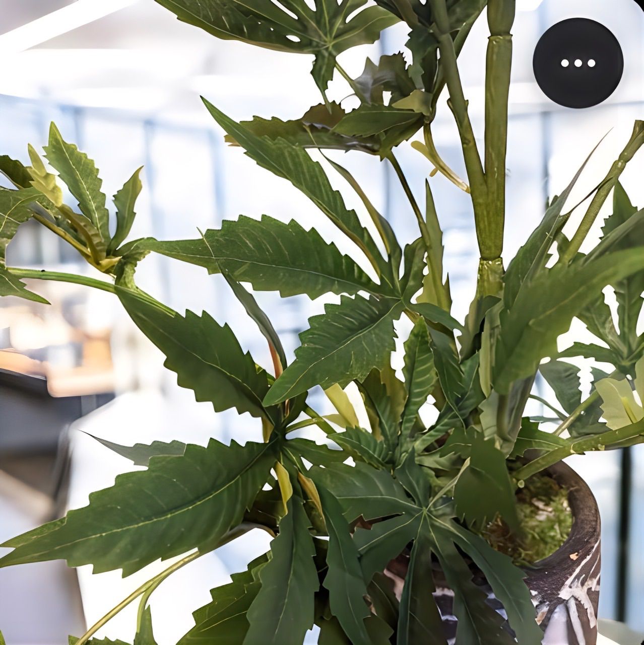 光触媒　フェイクグリーン　◯◯ファナ　人工観葉植物　大麻　CBD# 12757 Amazon｜FeyFey フェイクグリーン 大麻 マリファナ CBD 造花