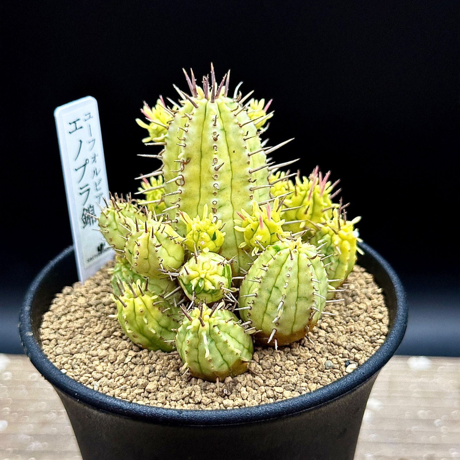 激レア】ユーフォルビア エノプラ 錦 斑入り 抜き苗で発送 - メルカリ