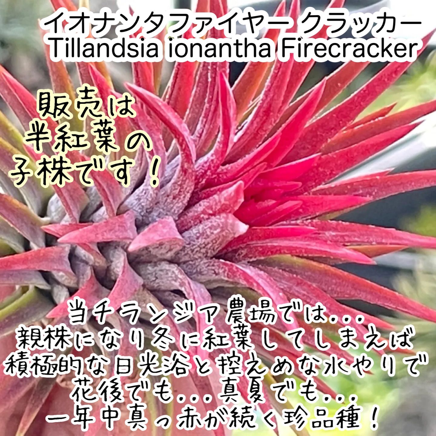 広葉厚葉系* 紅葉* 中サイズ 3株セット* チランジア 広葉厚葉系* 紅葉* 中サイズ 3株セット* チランジア