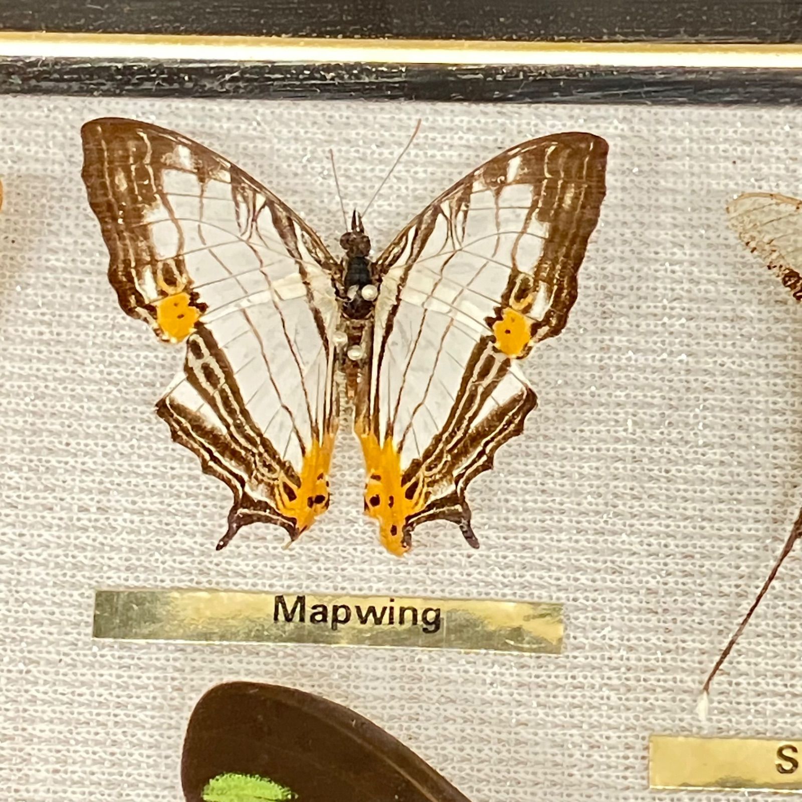 エロタチャイロタテハ ウラナミンシロチョウ