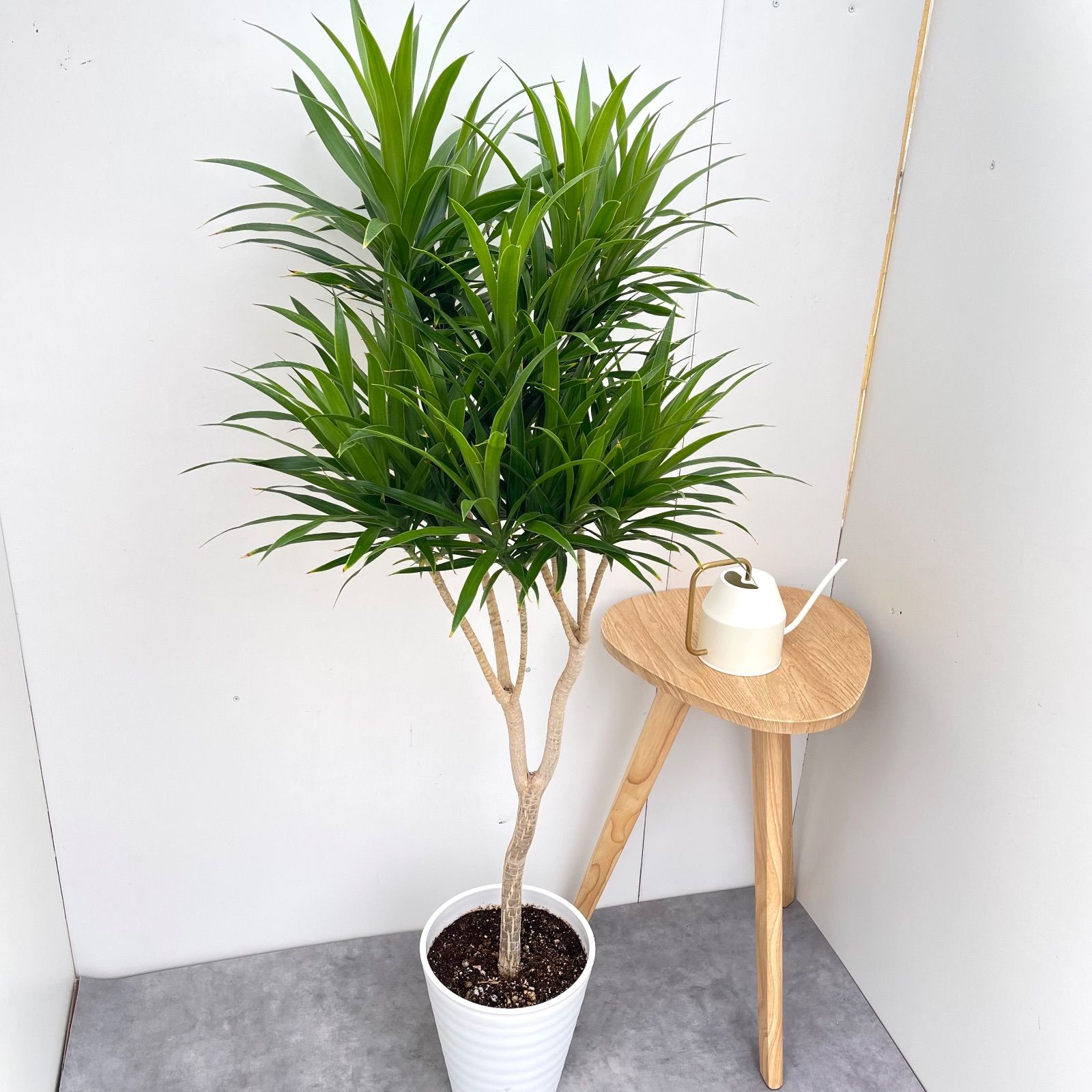 ドラセナ ナビー 1 現品 観葉植物 大型 室内