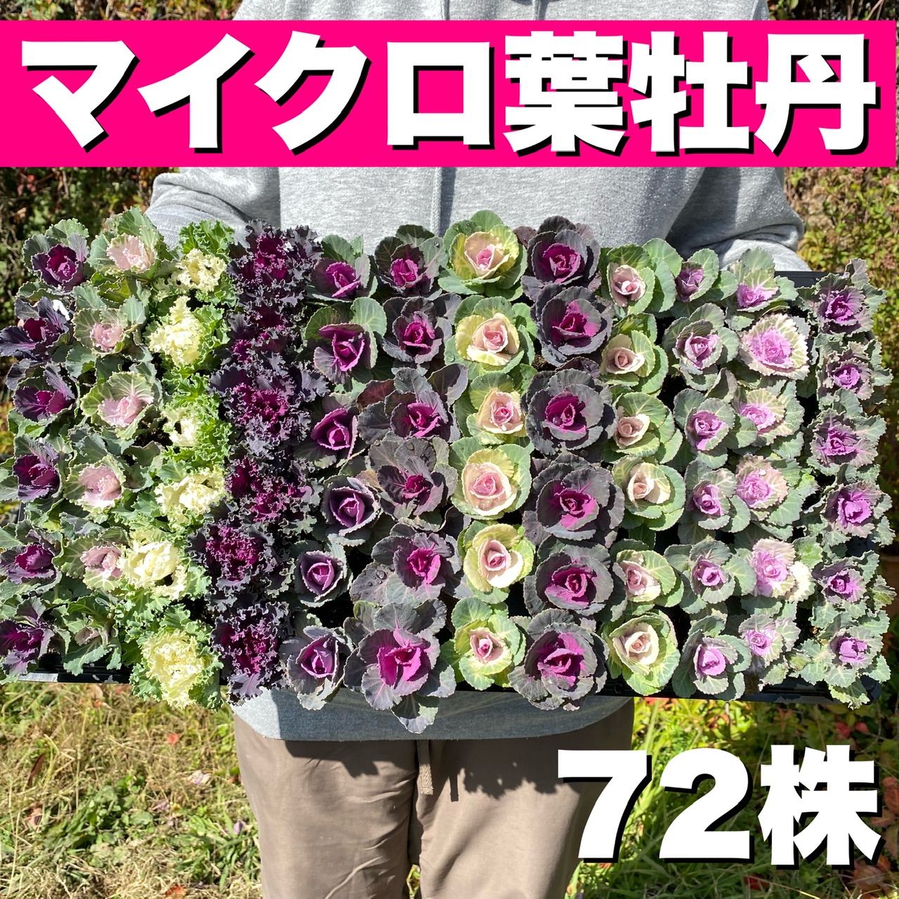 マイクロ葉牡丹72株セット【匿名配送】【観葉植物】【寄せ植え