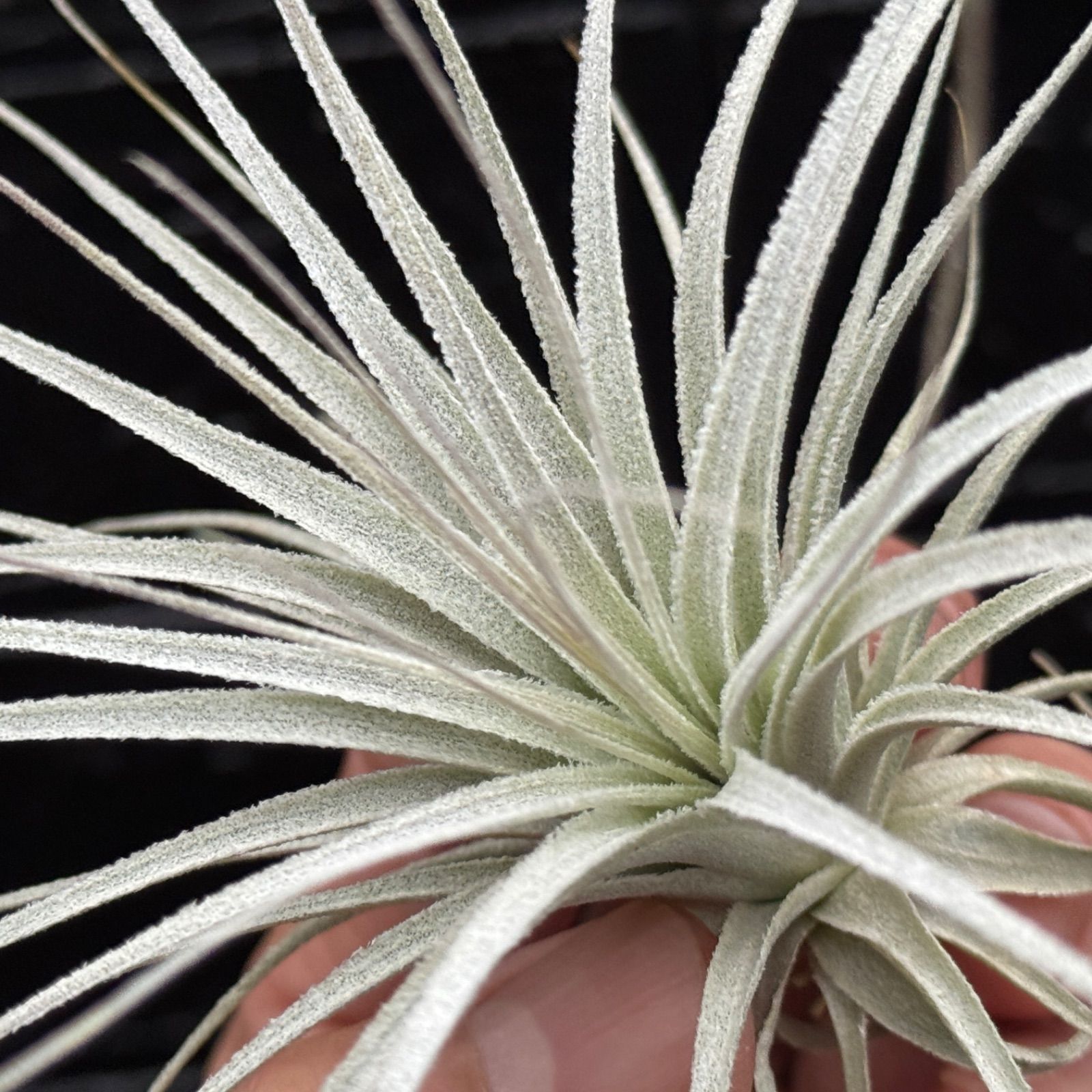 小＊チランジア チャペウエンシス Tillandsia chapeuensis＊エア