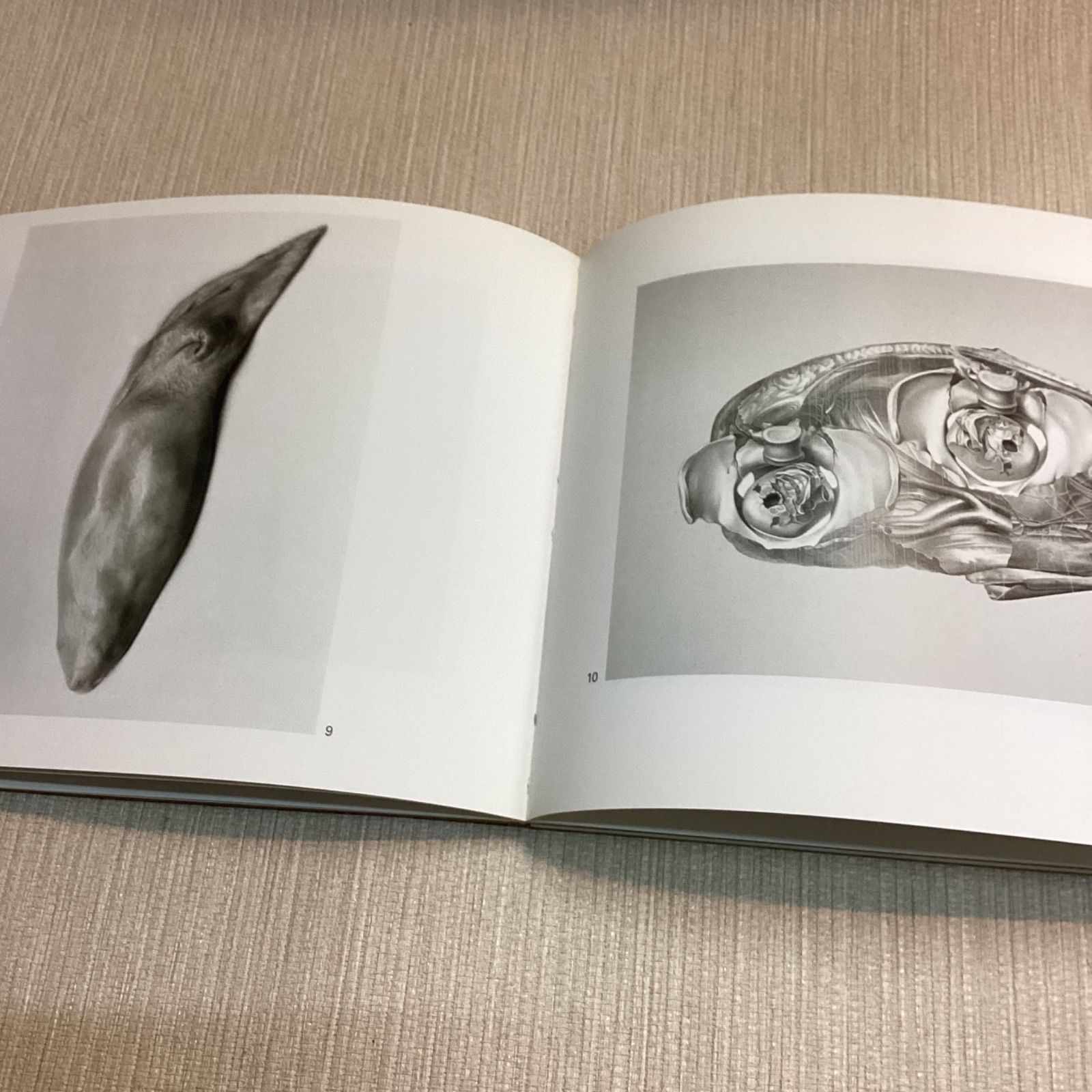 フレデリックソマー 作品集 Frederick Sommer: Alle Kinder sind