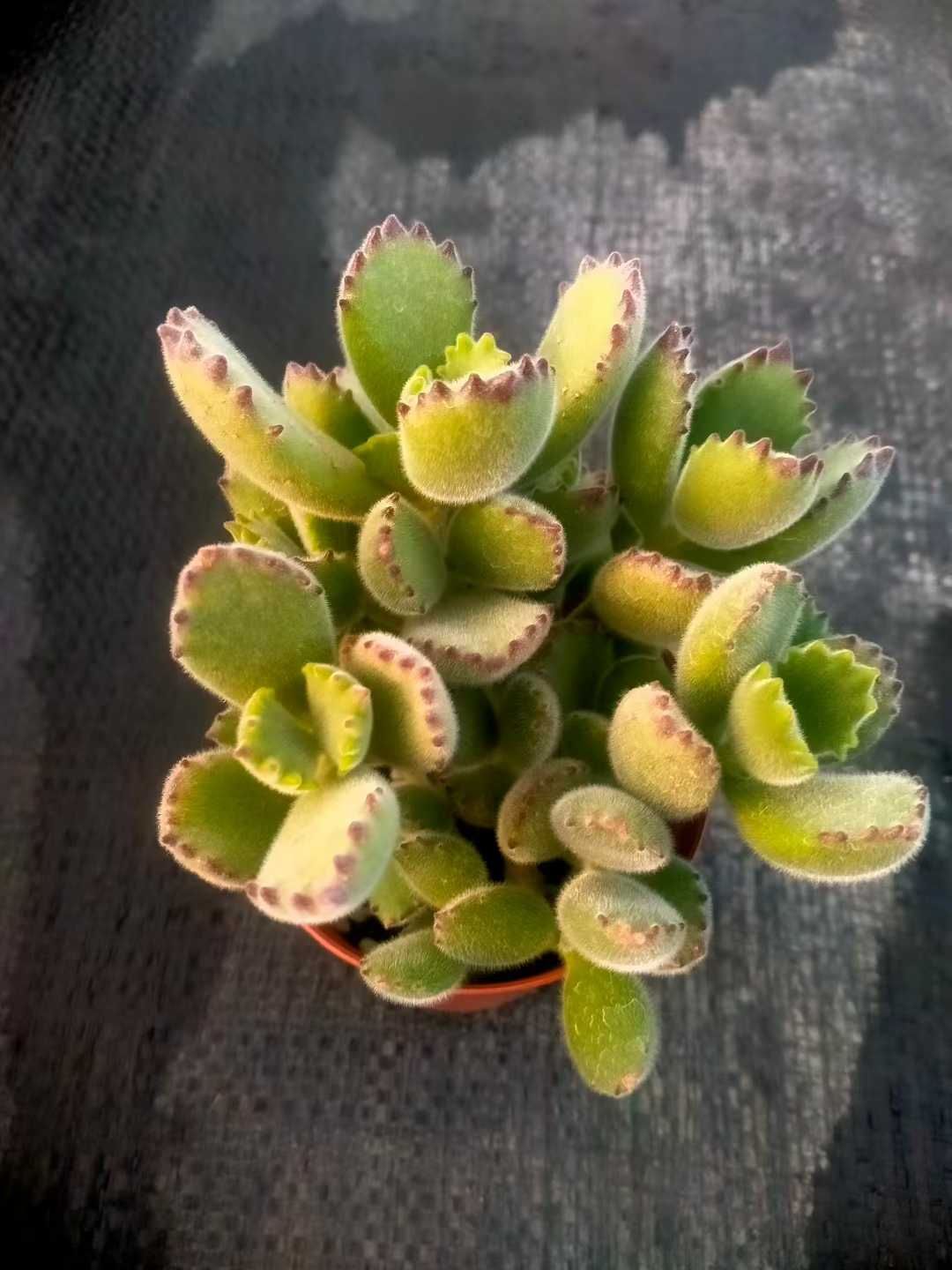 50株×AAA 多肉植物 エケベリア セダム アエオニウム グラプトペタルム 韓国苗 寄せ植え ZX117