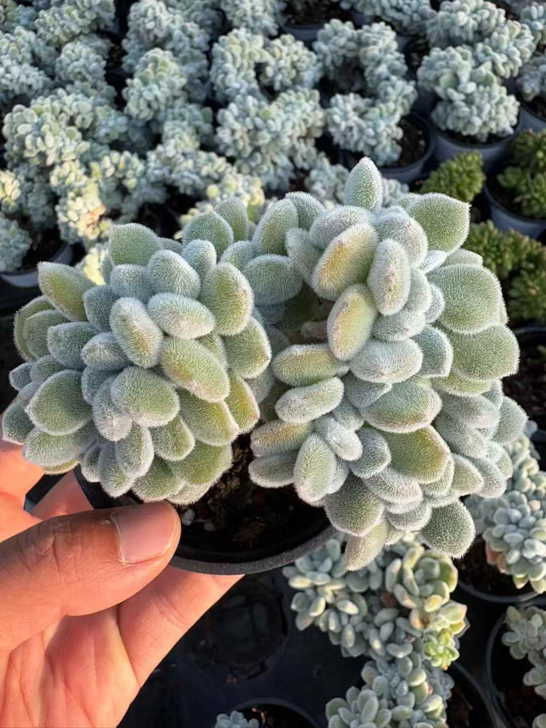 18株の抜き苗セット フロスティ 多肉植物 佐川急便発送 エケベリア 韓国苗 XJB631