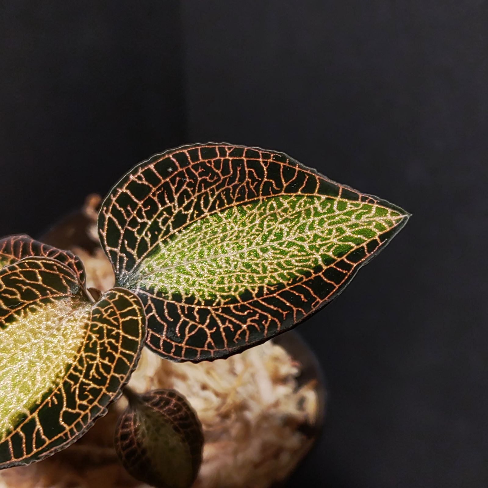 N*7様 アネクトキルス ロクスバギー サンライト ジュエル