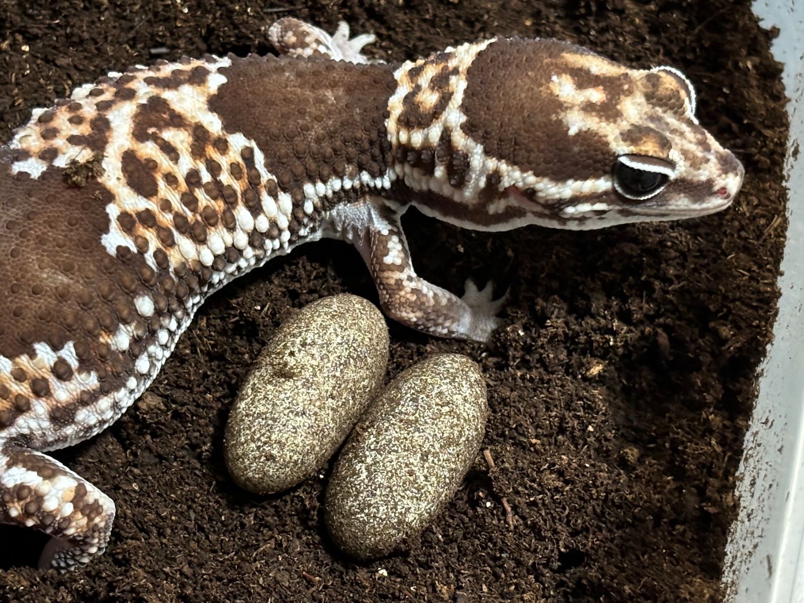 冷凍イエコML約3000匹1kg冷凍コオロギ