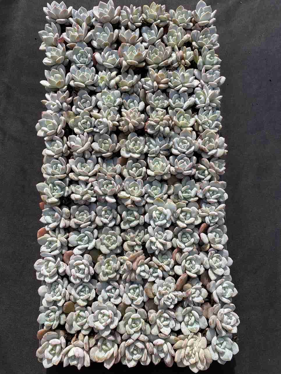 105苗 ホワイトエンジェル 土と根付き 多肉植物 エケベリア 韓国