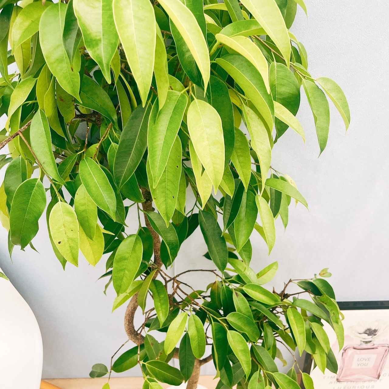 現品］S フィカス アムステルダムキング ショップ 8号 観葉植物 大型