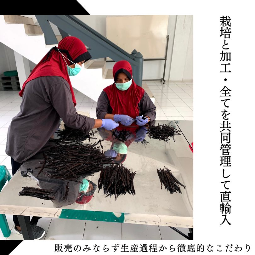 タヒチ種バニラビーンズ 500g 通常グレード 135cm以上