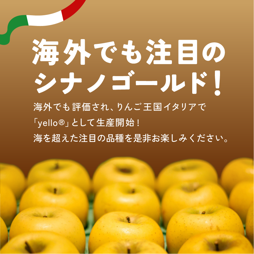 発送中「シナノゴールド3キロ箱A品B品ミックス」 農林水産大臣賞 りんご 長野県産 安曇野 信州産 産地直送