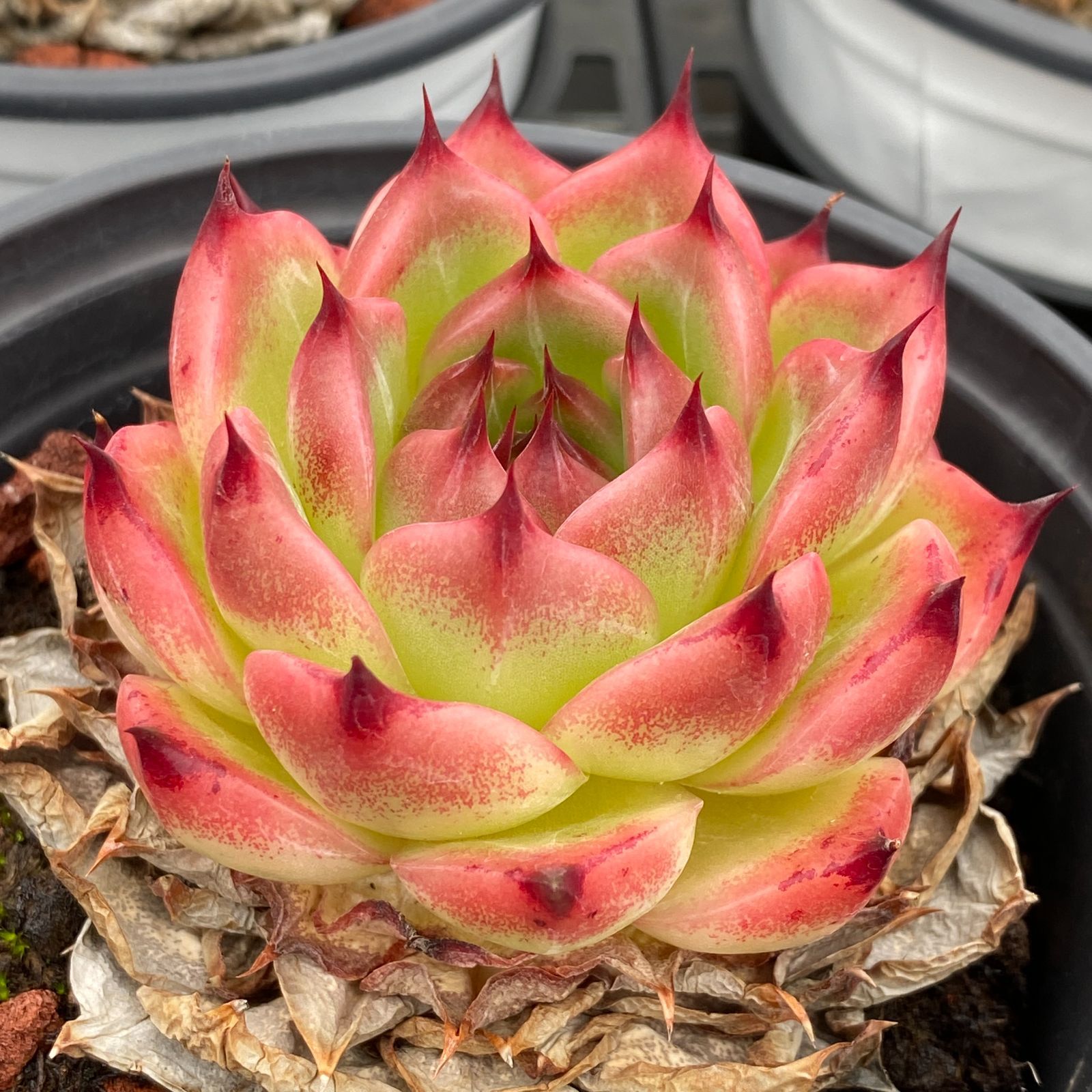 LB1329×40 プロラ 抜き苗 多肉植物 アエオニウム エケベリア 韓国苗