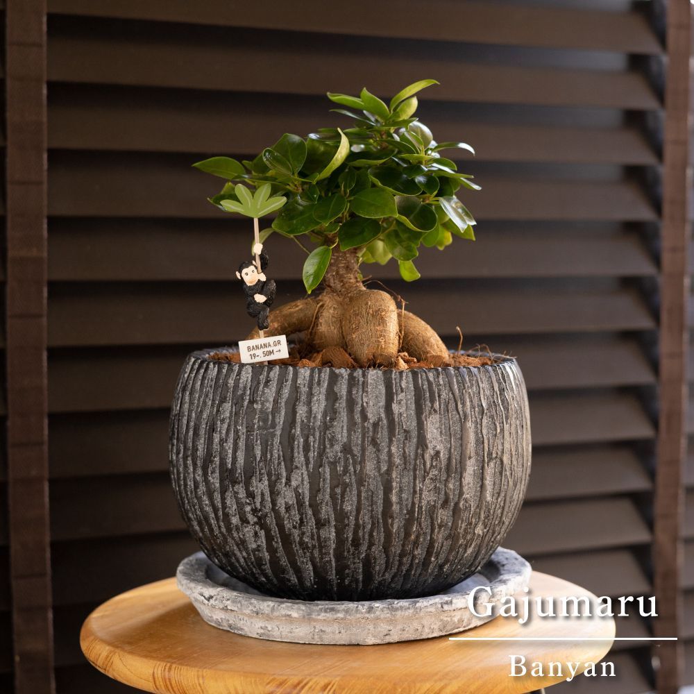 ガジュマル 盆栽 陶器鉢付き(新品) 楽天市場】多幸の木 ガジュマル 盆栽風 8号 ホワイトスクエア