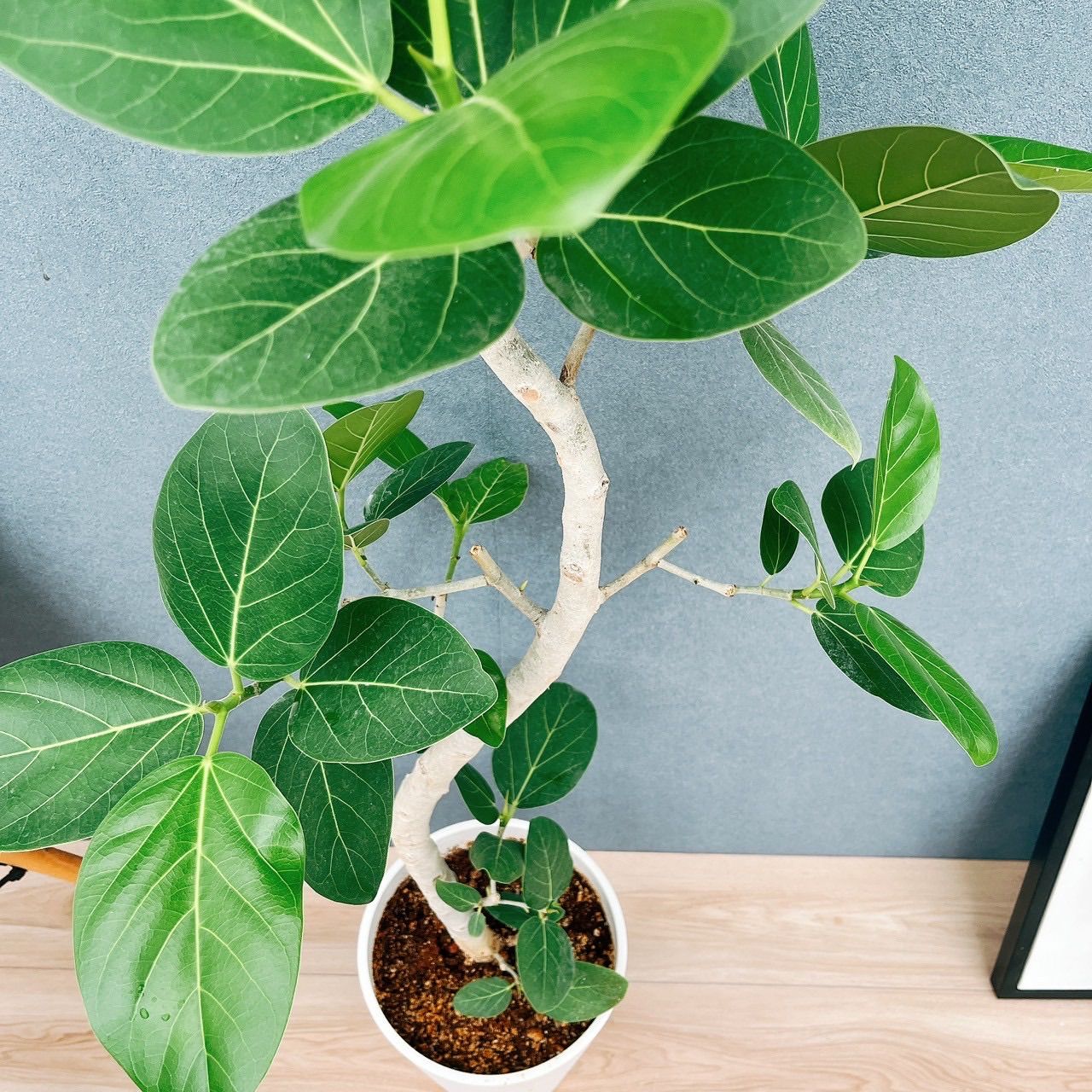 現品］5番フィカスベンガレンシス曲がり 8号観葉植物室内大型