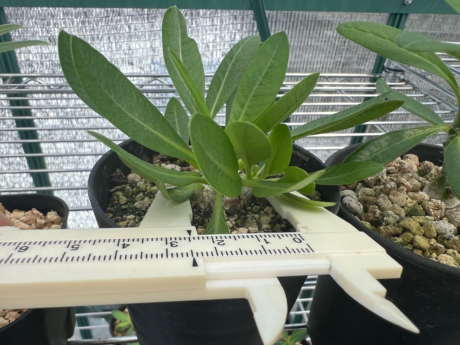 パキポディウム・グラキリス　赤肌緑肌　発根済み 特選超良型パキポディウム グラキリス 国内実生 発根済 コレクション株