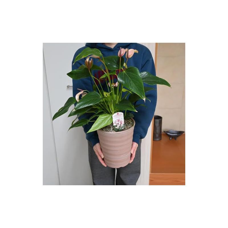 アンスリウム観葉植物1鉢 陶器鉢入りアンスリウム ジゾー 鉢植え アンスリューム