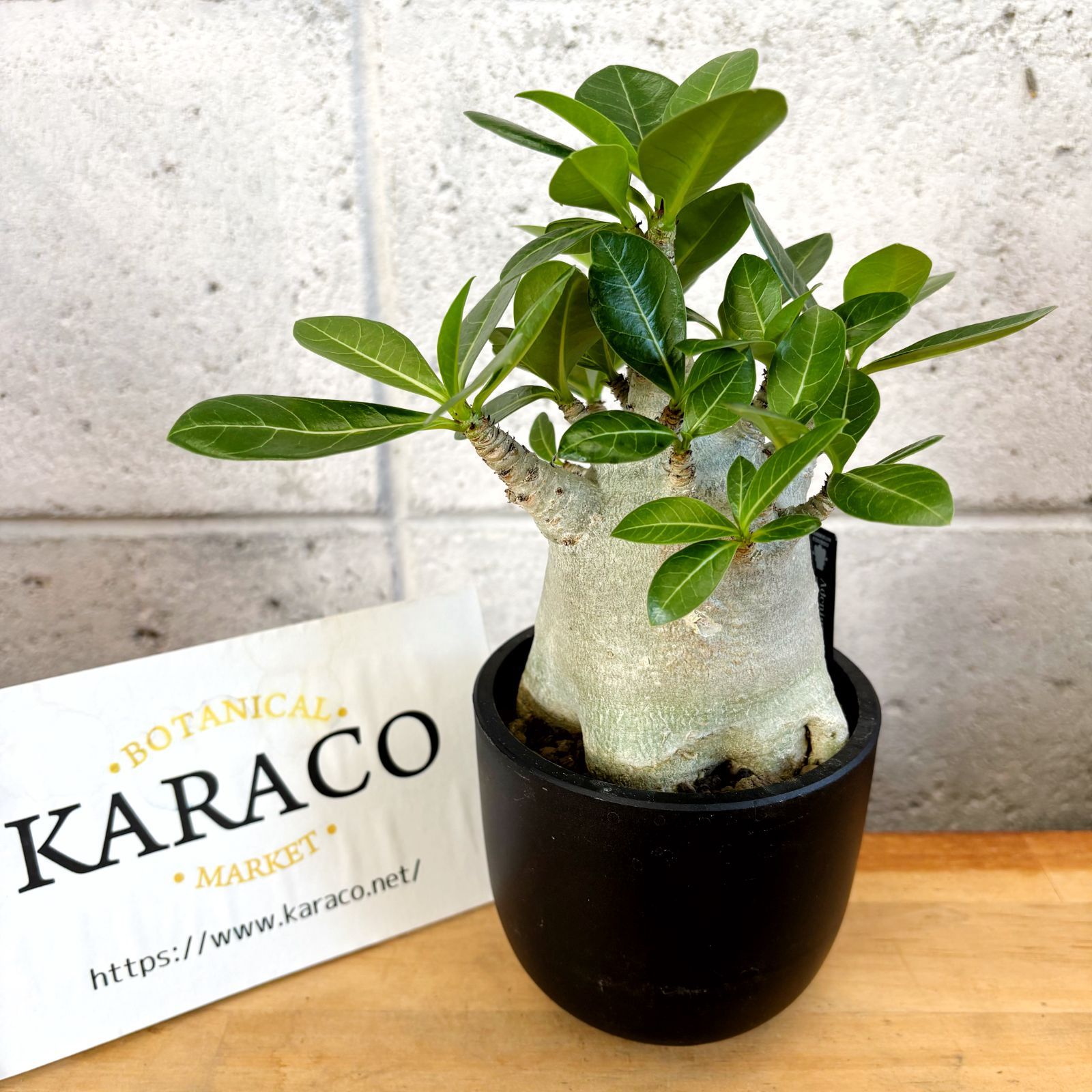 250706 塊根植物 アデニウム・アラビカム （鉢付き）AD-07 250706 塊根植物 アデニウム・アラビカム （鉢付き）AD-07