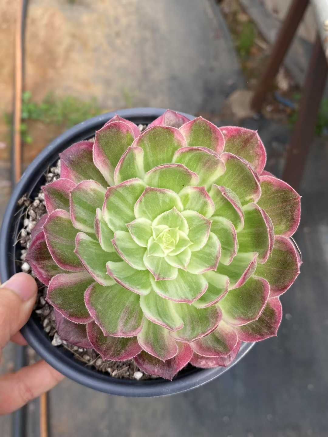 多肉植物 緑とピンクのロゼット*6 多肉植物 緑とピンクのロゼット*6 多肉植物 緑とピンクのロゼット