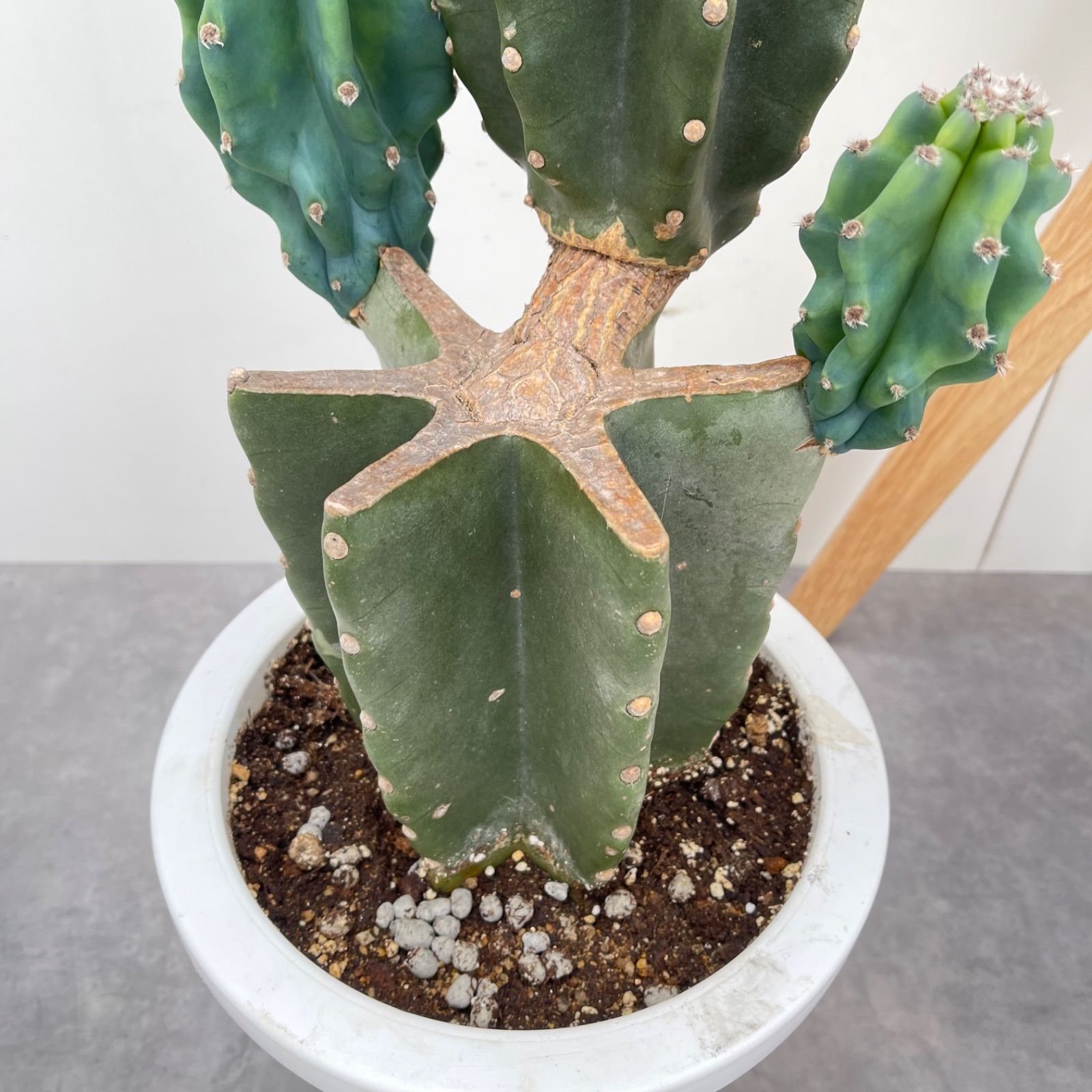 観葉植物