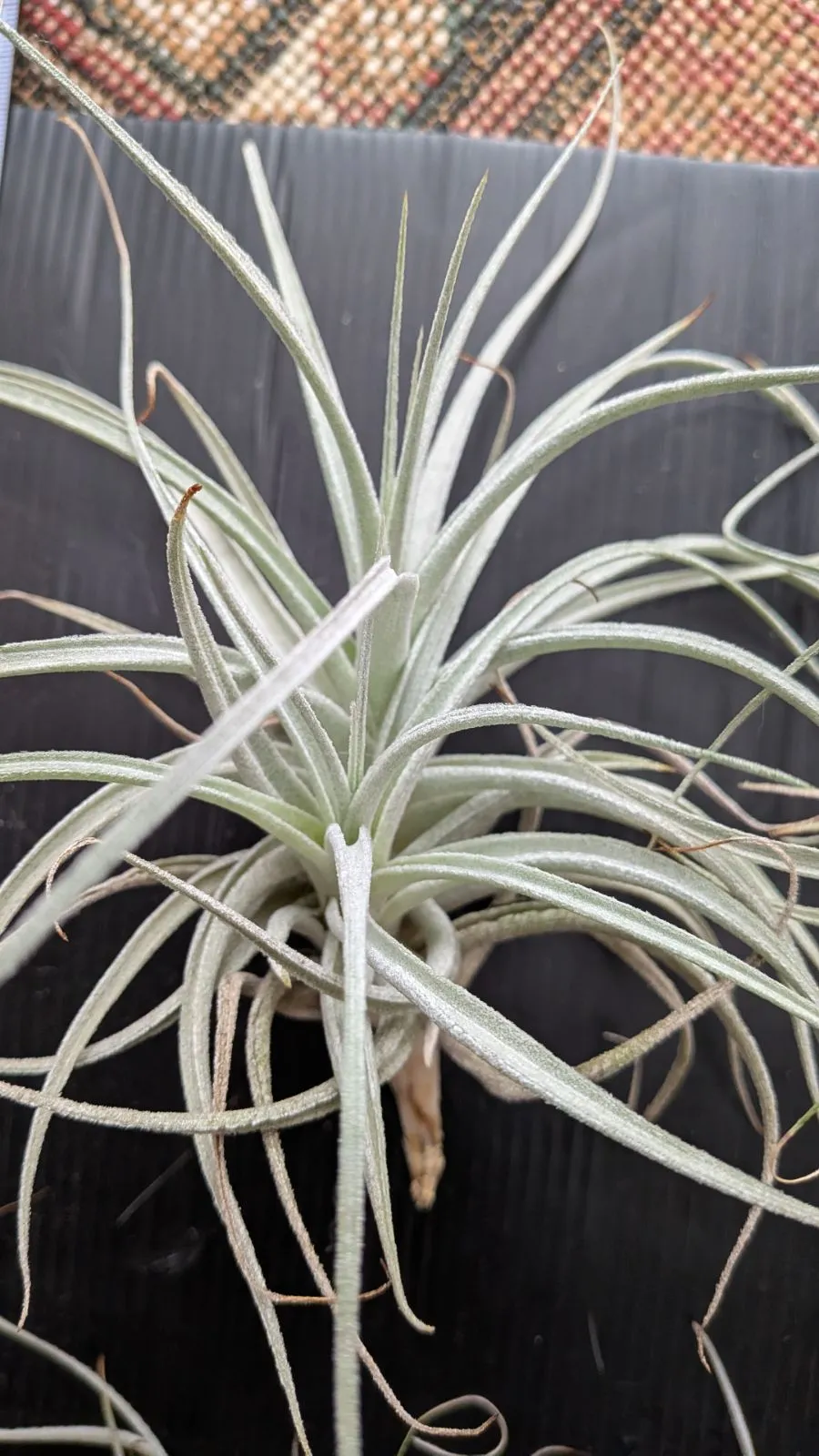 ユッカ レクルビフォリア ペンデュラ ポット 33 ユッカ レクルビ