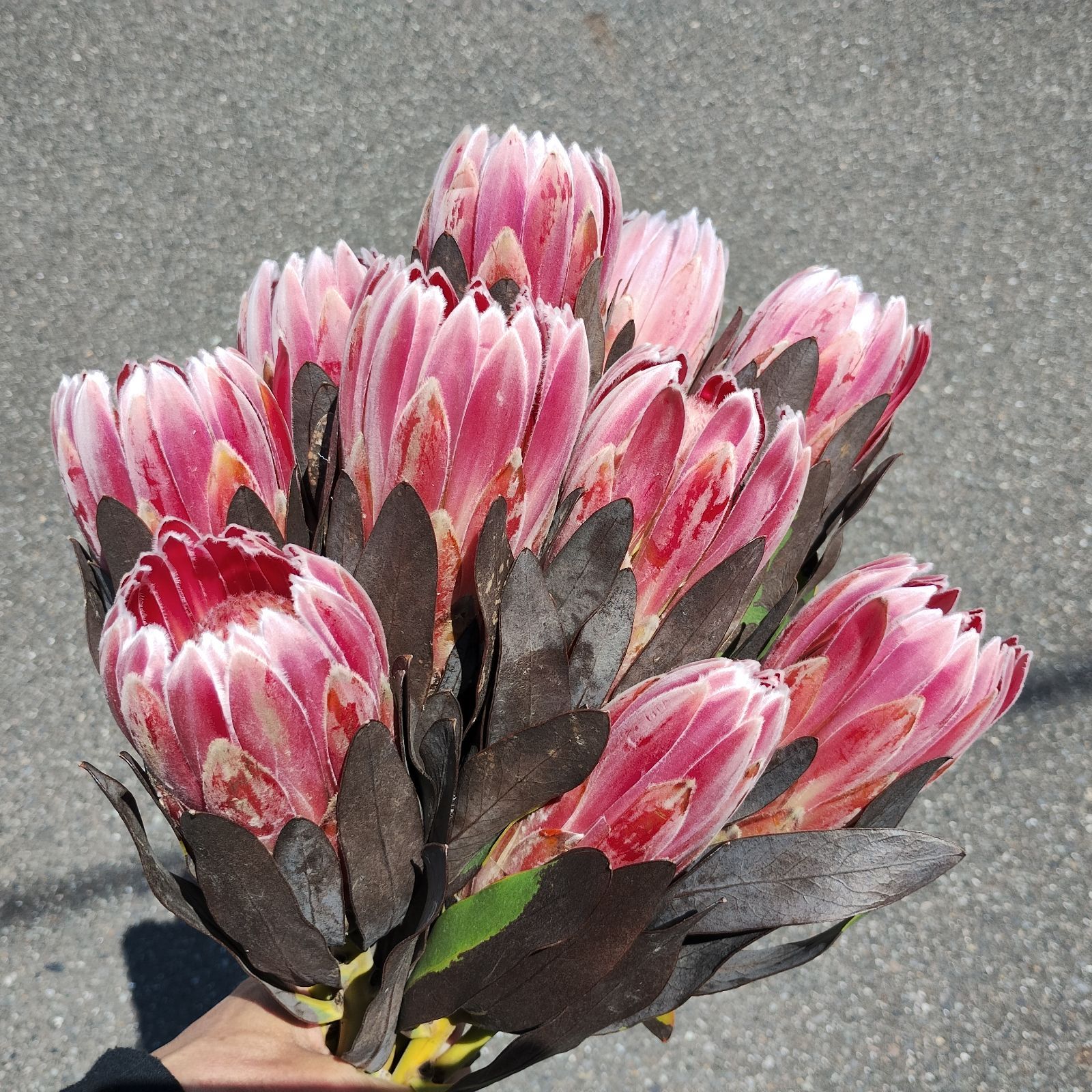 ドライ プロテアカーニバル 5本 ネイティブフラワー