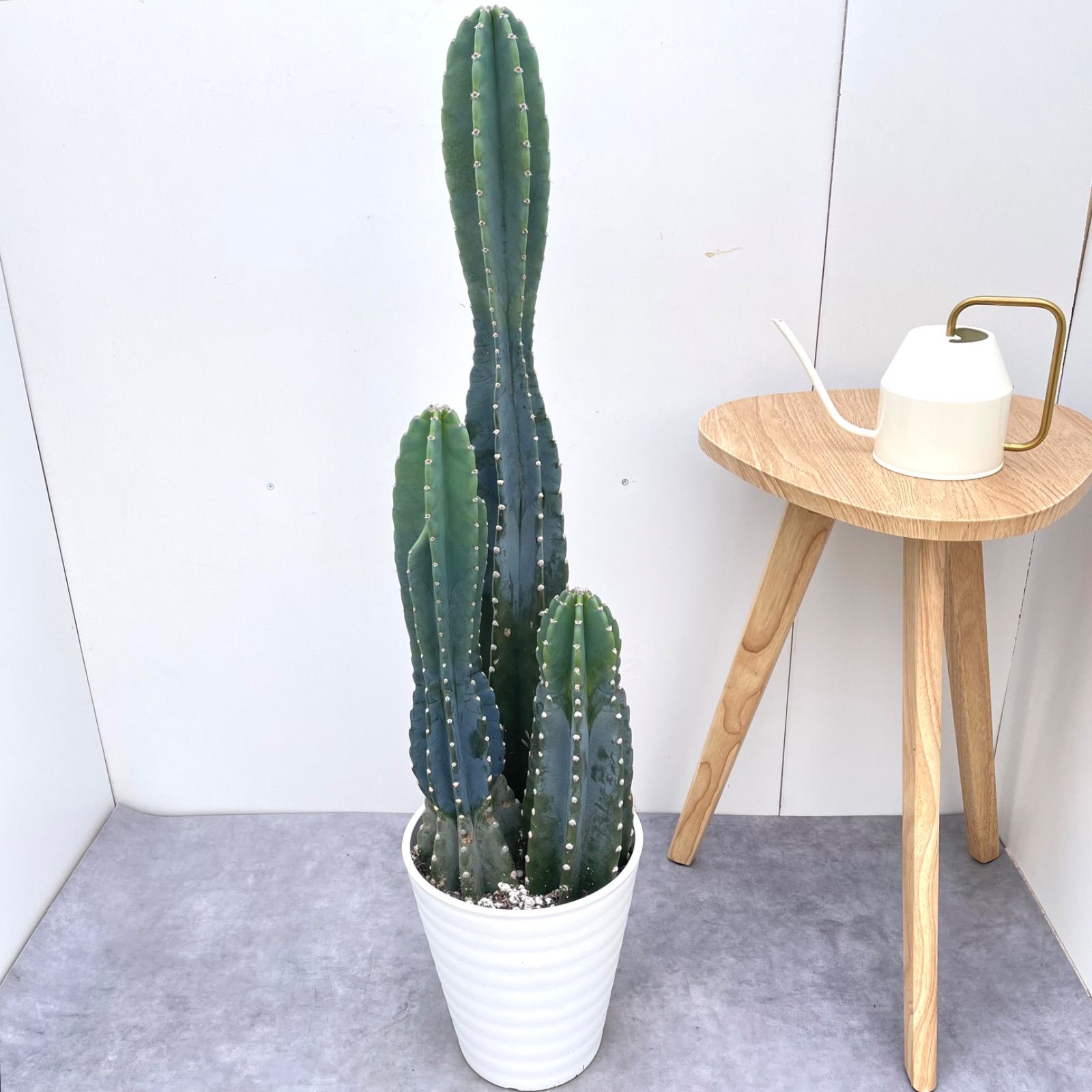 柱サボテン 3本立て 3【現品】観葉植物 ドライガーデン 柱サボテン 3本立て 3【現品】観葉植物 ドライガーデン
