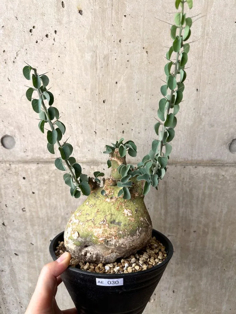 2025年最新】アデニア スピノーサの人気アイテム - メルカリ