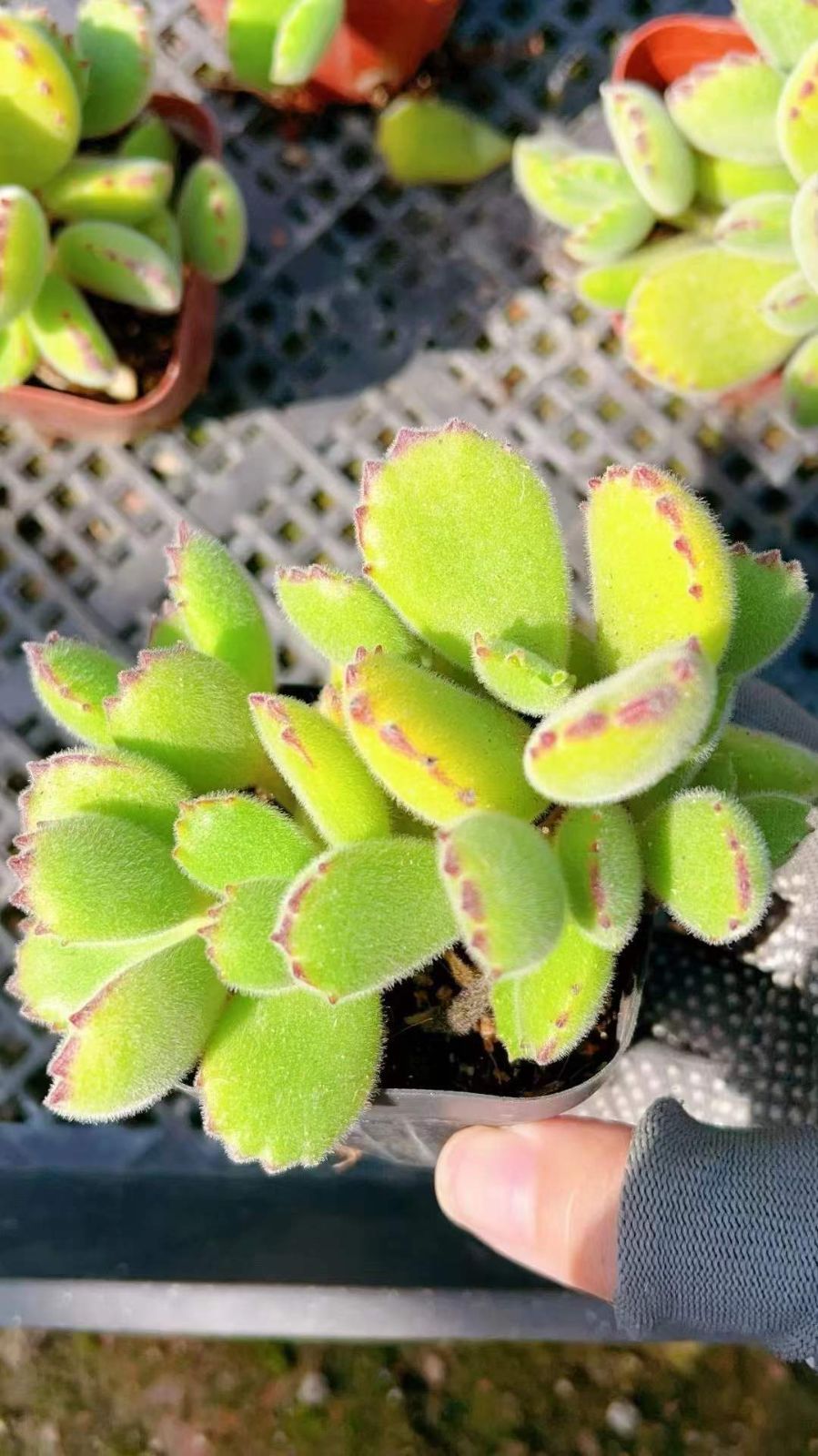 70株の抜き苗セット 熊童子 多肉植物 佐川急便発送 エケベリア 韓国苗 LL2415