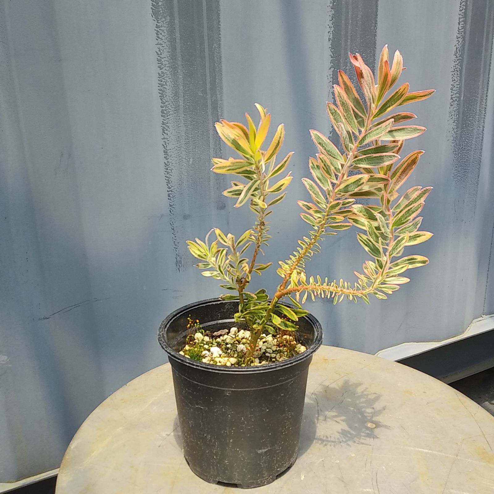 リューカデンドロン ジェスター 購入 7号鉢 リューカデンドロン リューカデンドロン ジェスター 購入 7号鉢 リューカデンドロン