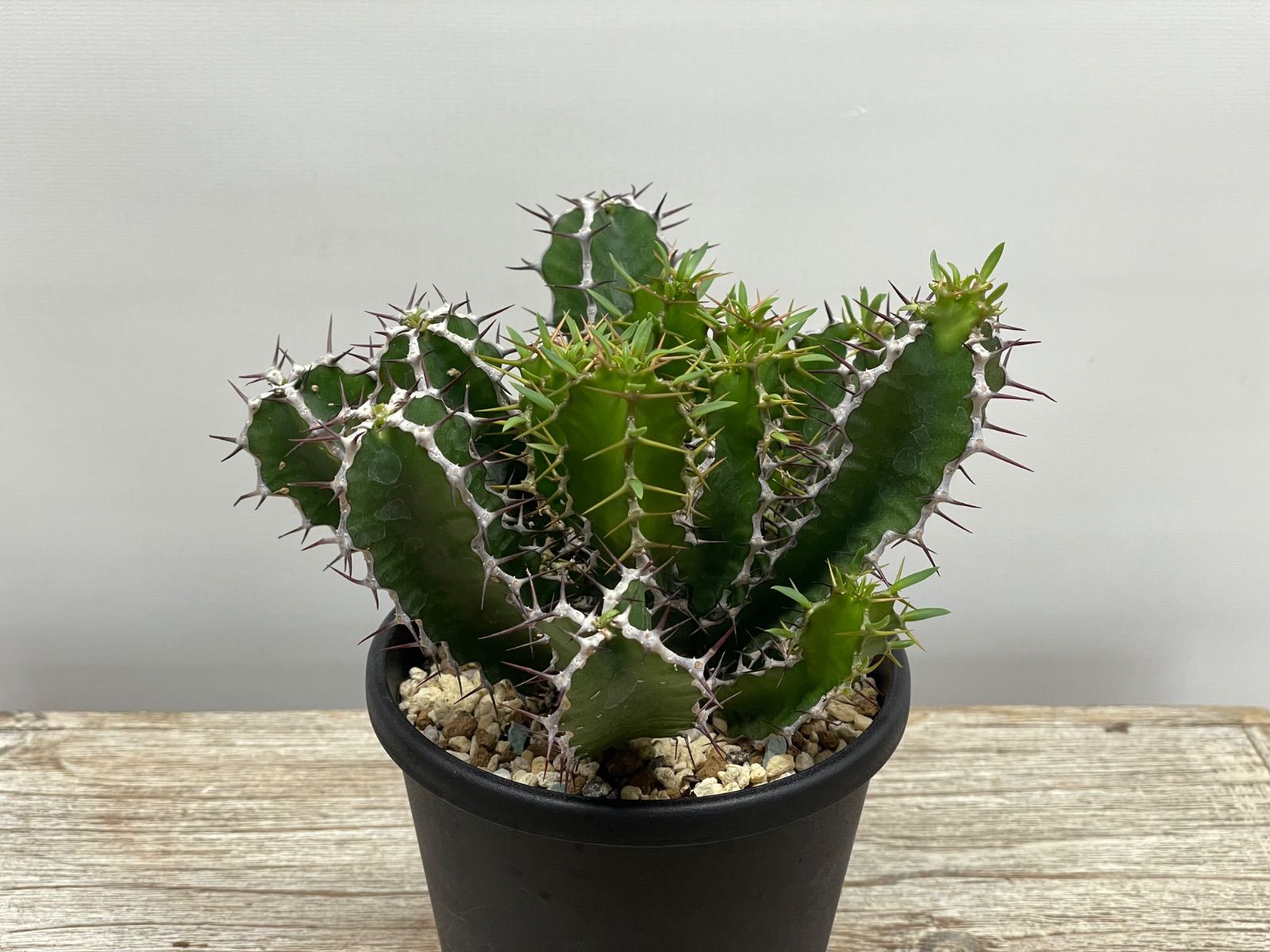 ユーフォルビア ムランジーナ em01 ［鉢ごとメルカリ便］ ユーフォルビア ムランジーナ em01 ［鉢ごとメルカリ便］