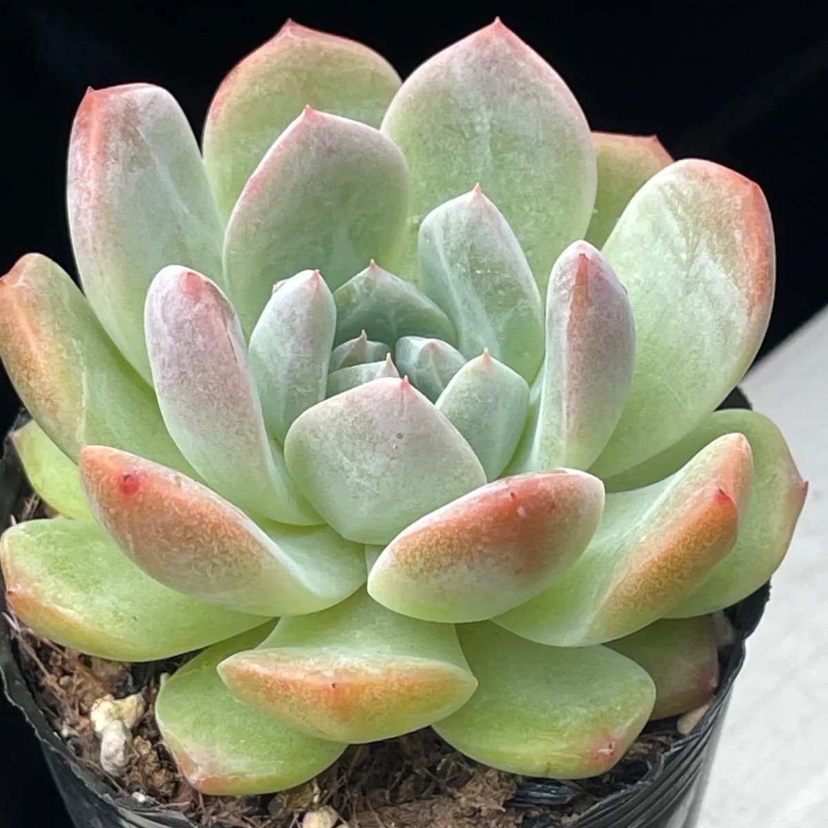 多肉植物♡夢雪❤︎抜き苗(根付き) - メルカリ