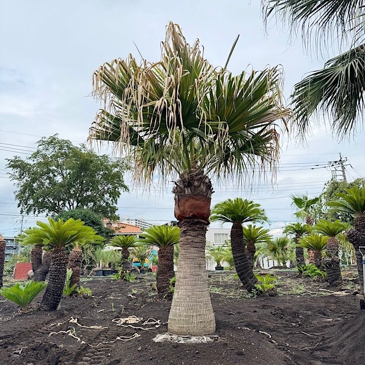 ビロウヤシ - メルカリ