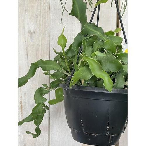 多肉植物 リプサリス グアテマレンシス 5号吊り鉢(個体おまかせ1鉢