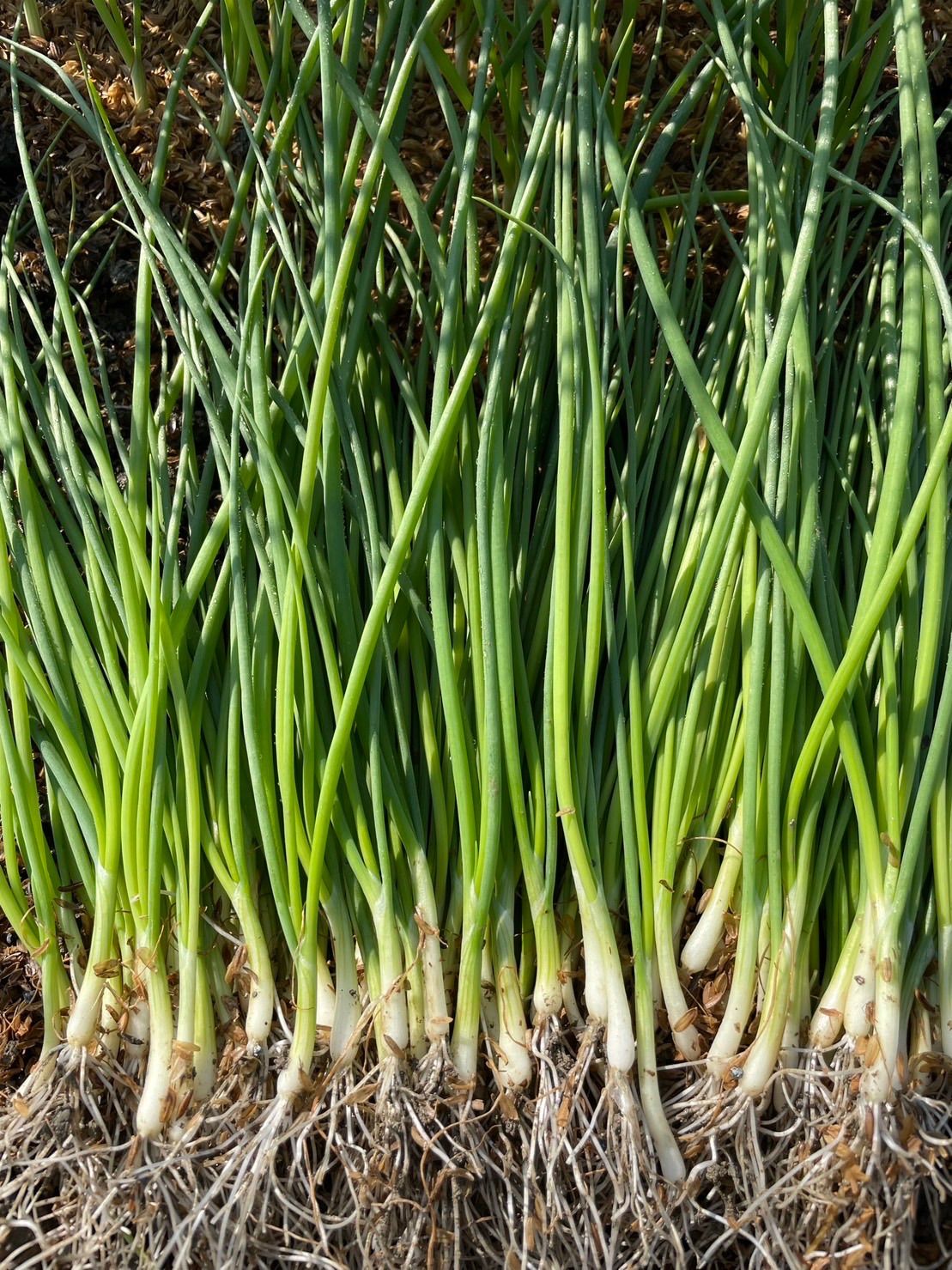 晩生種ネオアース玉ねぎ苗2,000本！貯蔵性◎ - メルカリ