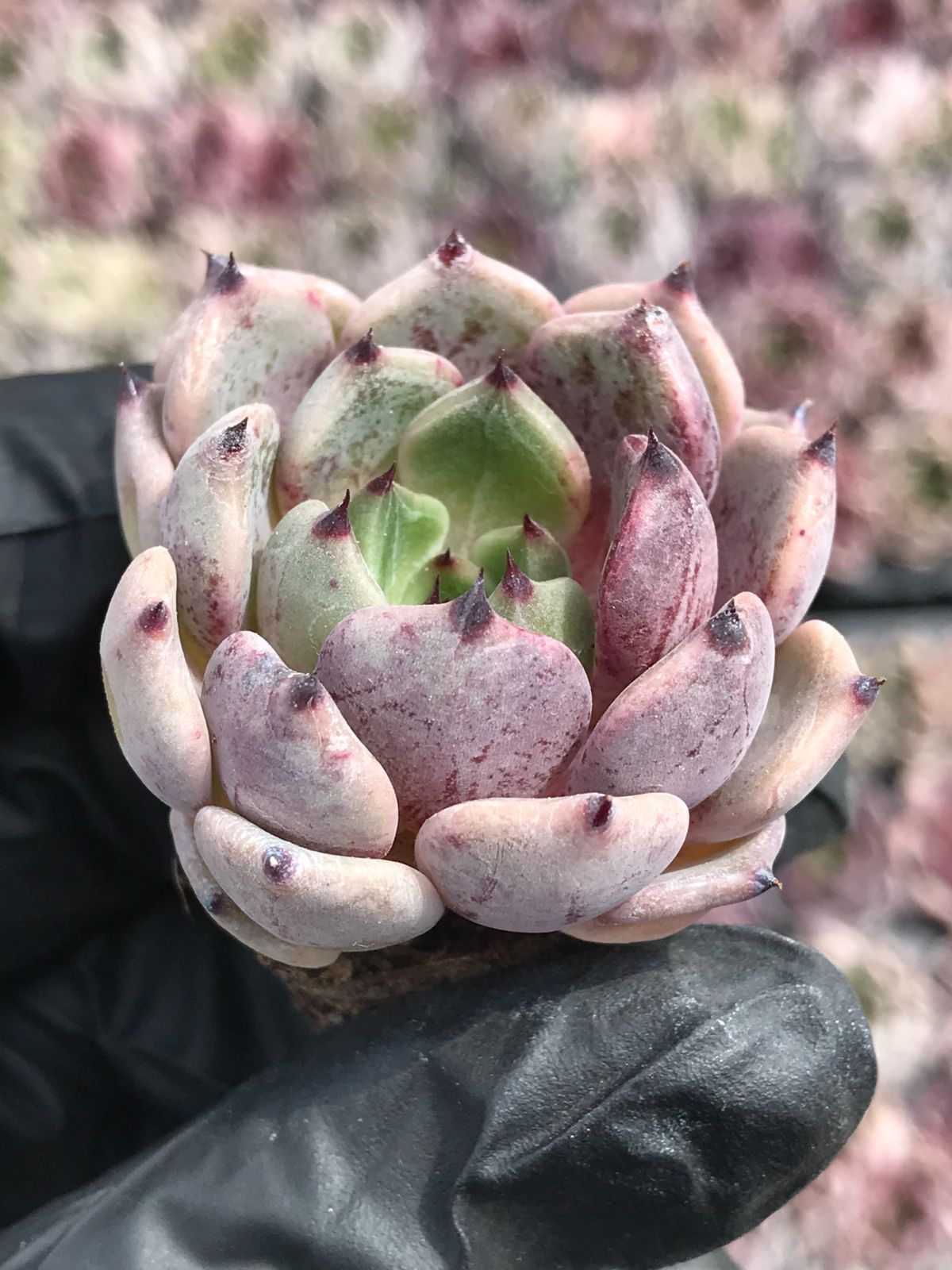 バードフィーダー 孔雀 バードウォッチング アメリカンカントリー 金属