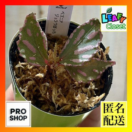 アシックス　メンズ　ゴルフシューズ　紐タイプ　新品未使用　27.5cm 希少 ベゴニア ジュラウぼっち 2号 カップ付き(現品) インテリア