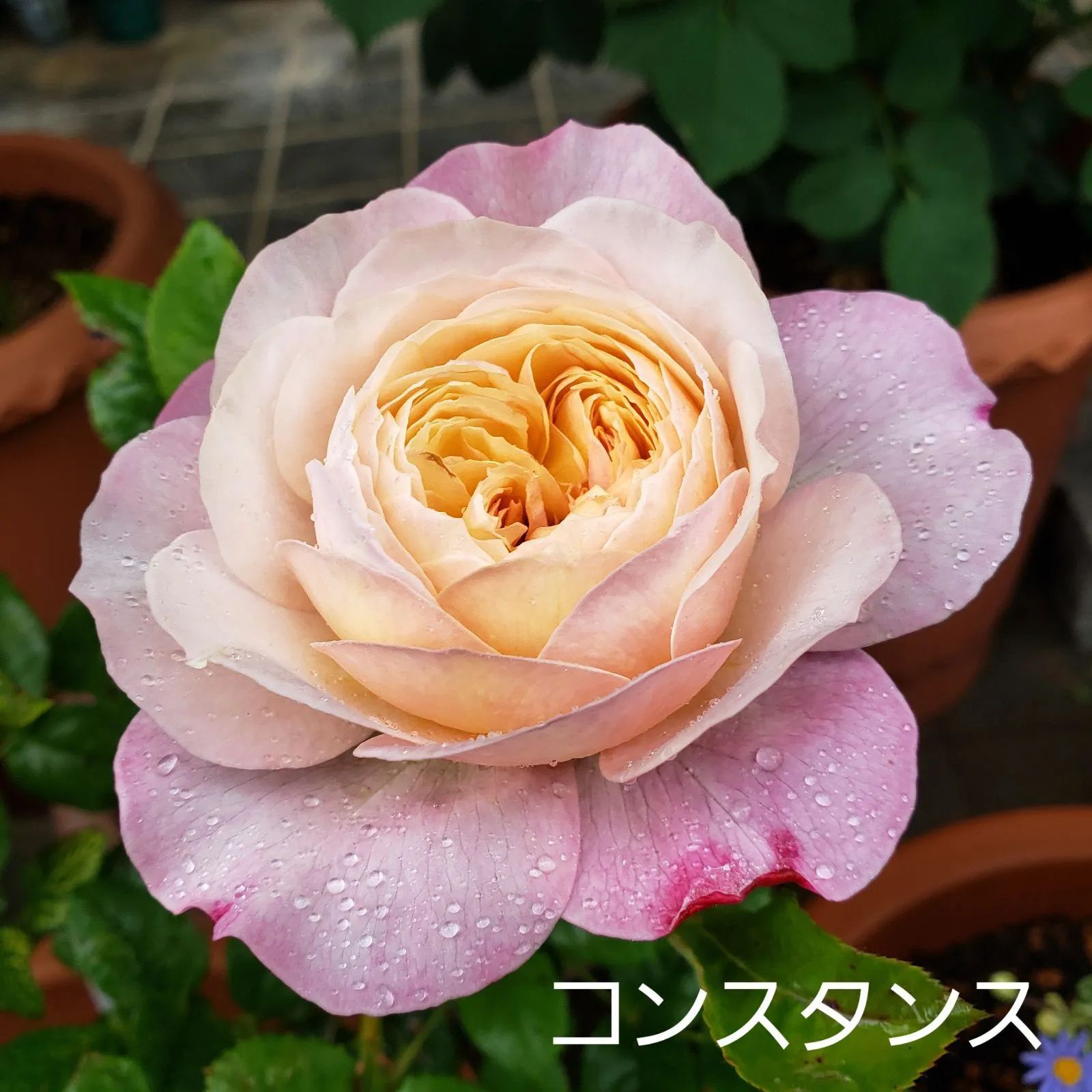 2023超人気 薔薇苗 入手困難 コンスタンス❤️ J 苗 2023超人気 薔薇苗 入手困難 コンスタンス❤️ J 苗