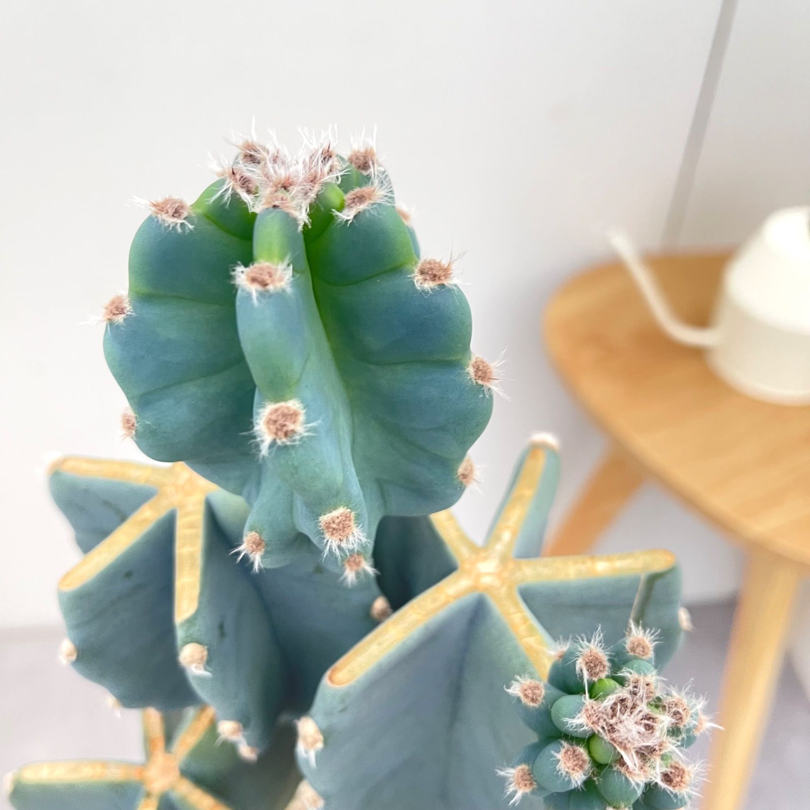 越冬済みまとめ買いOK 柱サボテン 6頭発根 サボテンブランチ ドライ