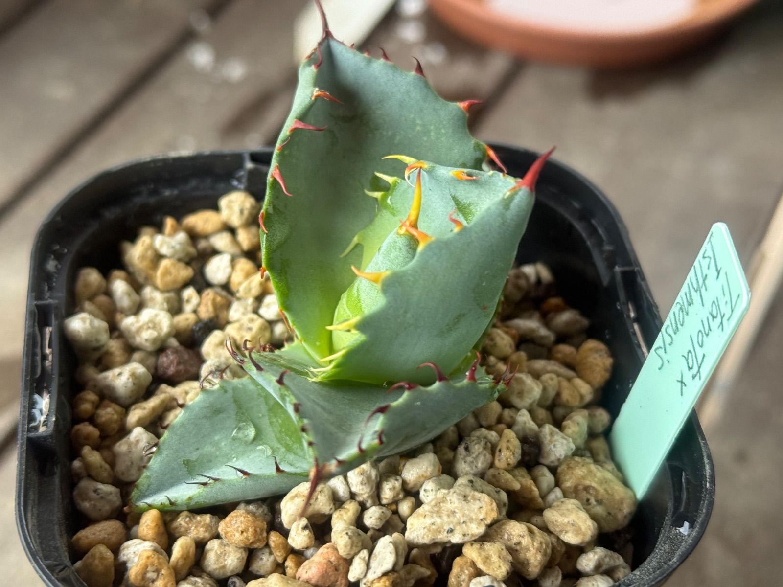 三島イシスメンシス　子株出品 三島イシスメンシス 子株出品