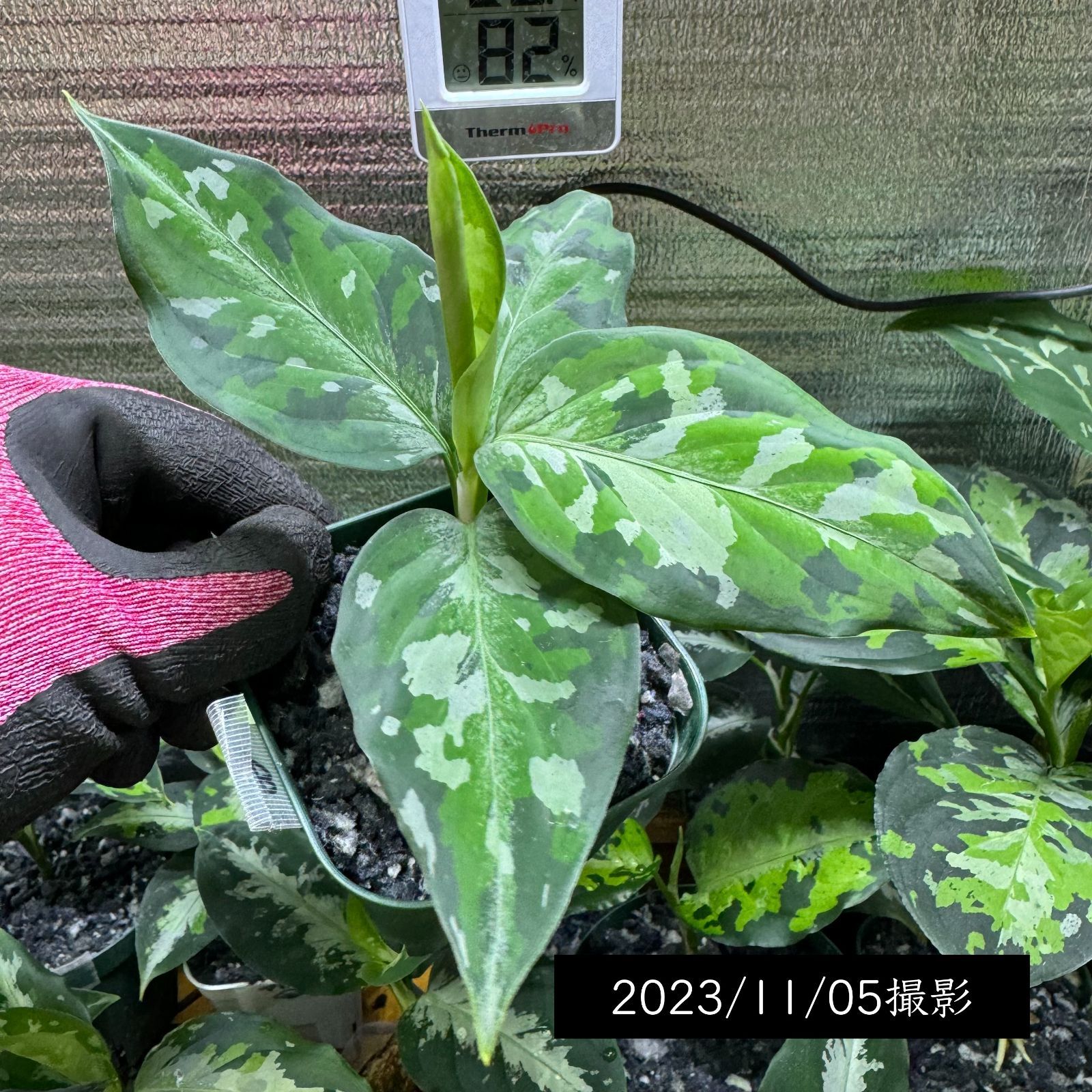 アグラオネマ ピクタム　トリカラー　2本立ち アグラオネマ ピクタム トリカラー 2本立ち アグラオネマ ピクタム